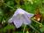 Blue bell flower pic_tiny